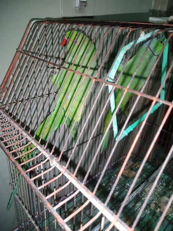 Talking Ringneck Parrot Contact 03362838259 2