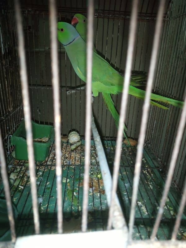 Talking Ringneck Parrot Contact 03362838259 3