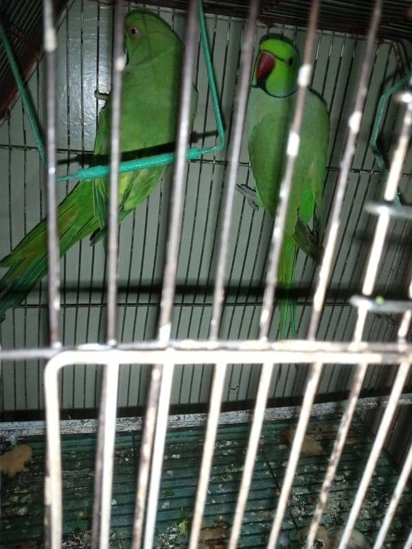 Talking Ringneck Parrot Contact 03362838259 4