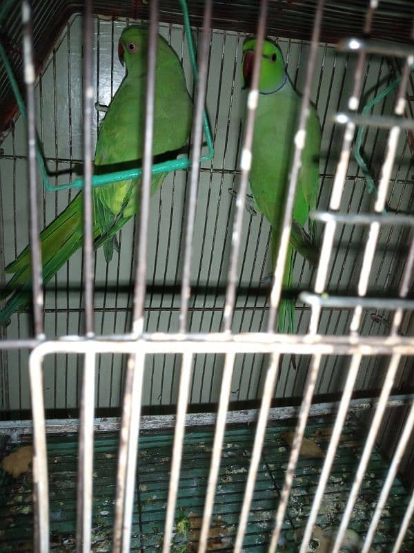 Talking Ringneck Parrot Contact 03362838259 5