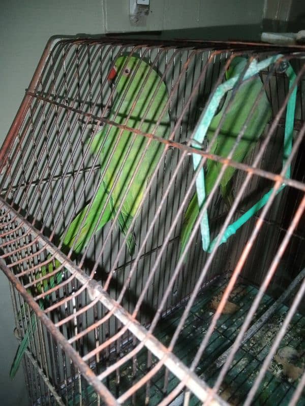 Talking Ringneck Parrot Contact 03362838259 6