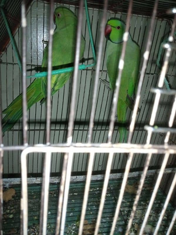 Talking Ringneck Parrot Contact 03362838259 7