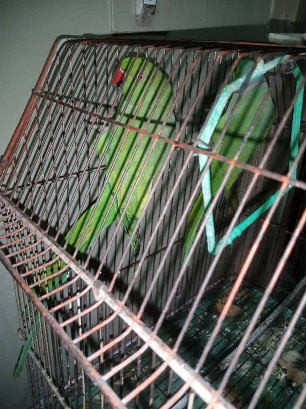 Talking Ringneck Parrot Contact 03362838259 8