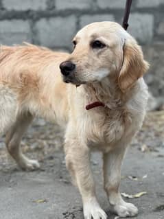 golden retriever