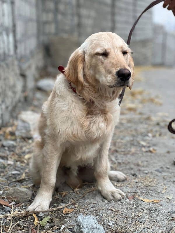 golden retriever 2