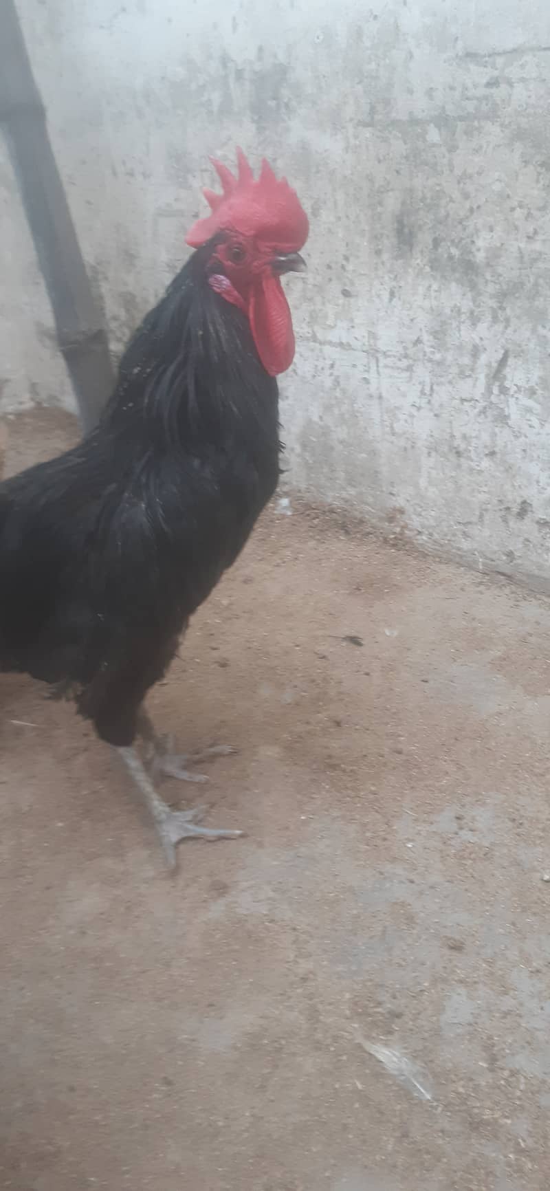 Australop (1 male 3 female) healthy & active 2