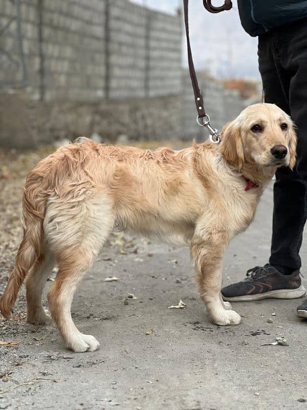 golden retriever 3