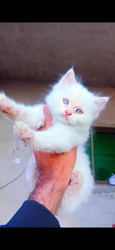 A beautiful Persian Healthy kitten 1