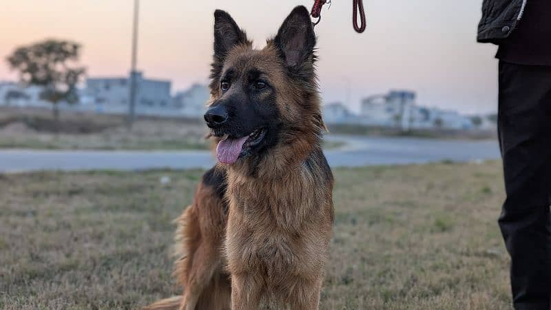 German shepherd black & tan female 0