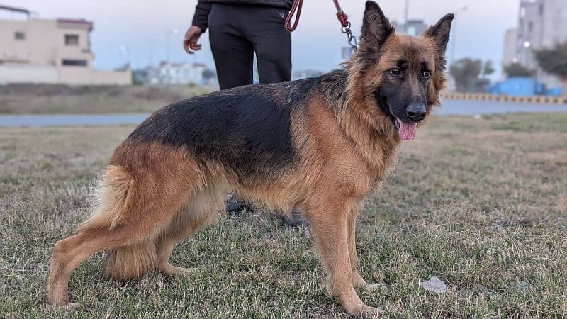 German shepherd black & tan female 2