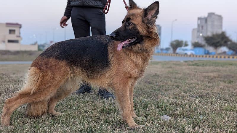 German shepherd black & tan female 3