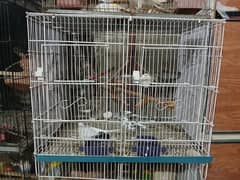 birde cage