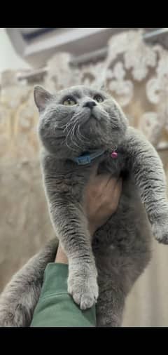 British Shorthair Male for sale