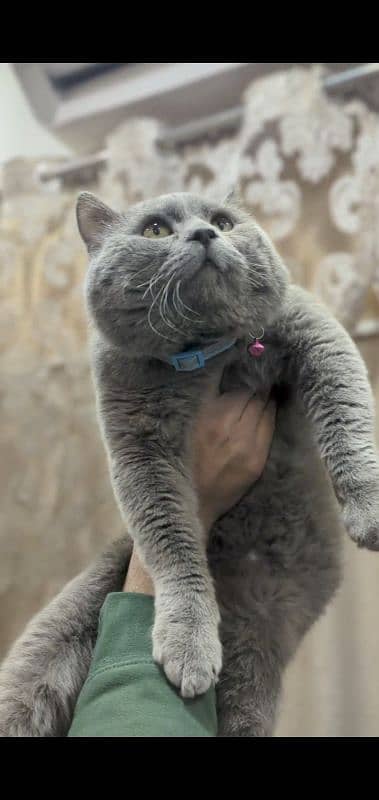 British Shorthair Male for sale 0