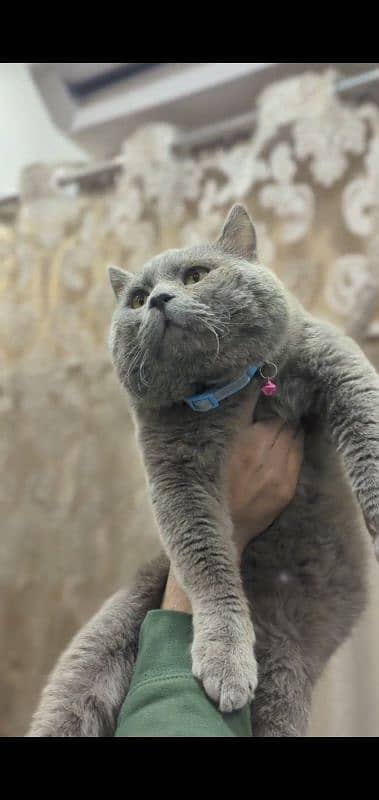 British Shorthair Male for sale 1