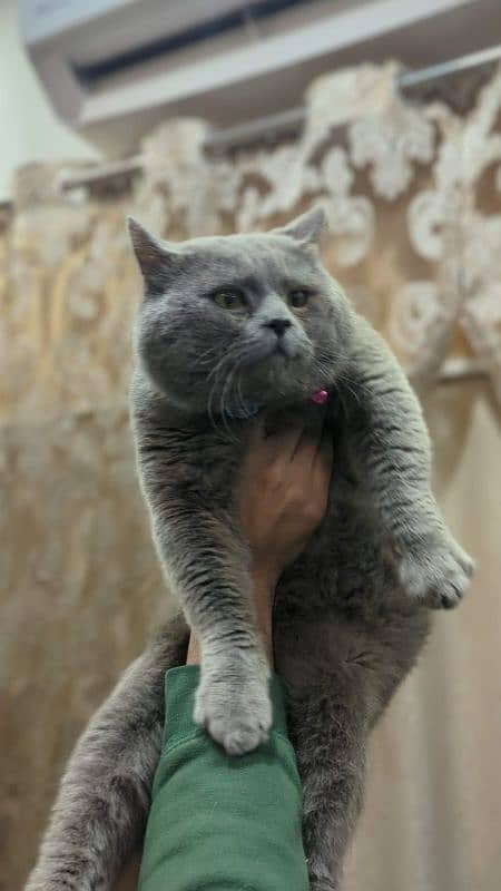 British Shorthair Male for sale 2