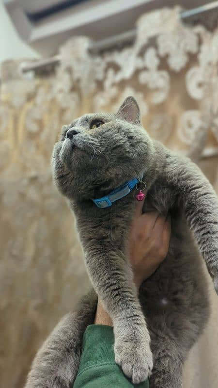 British Shorthair Male for sale 3