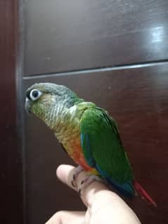 Red factor conure parrot