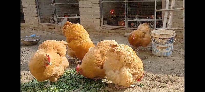 ENGLISH Buff Orpington Hatching Eggs UK BREED 0