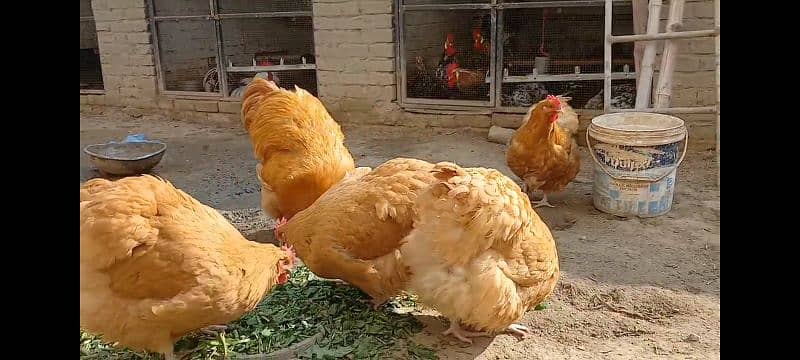 ENGLISH Buff Orpington Hatching Eggs UK BREED 4