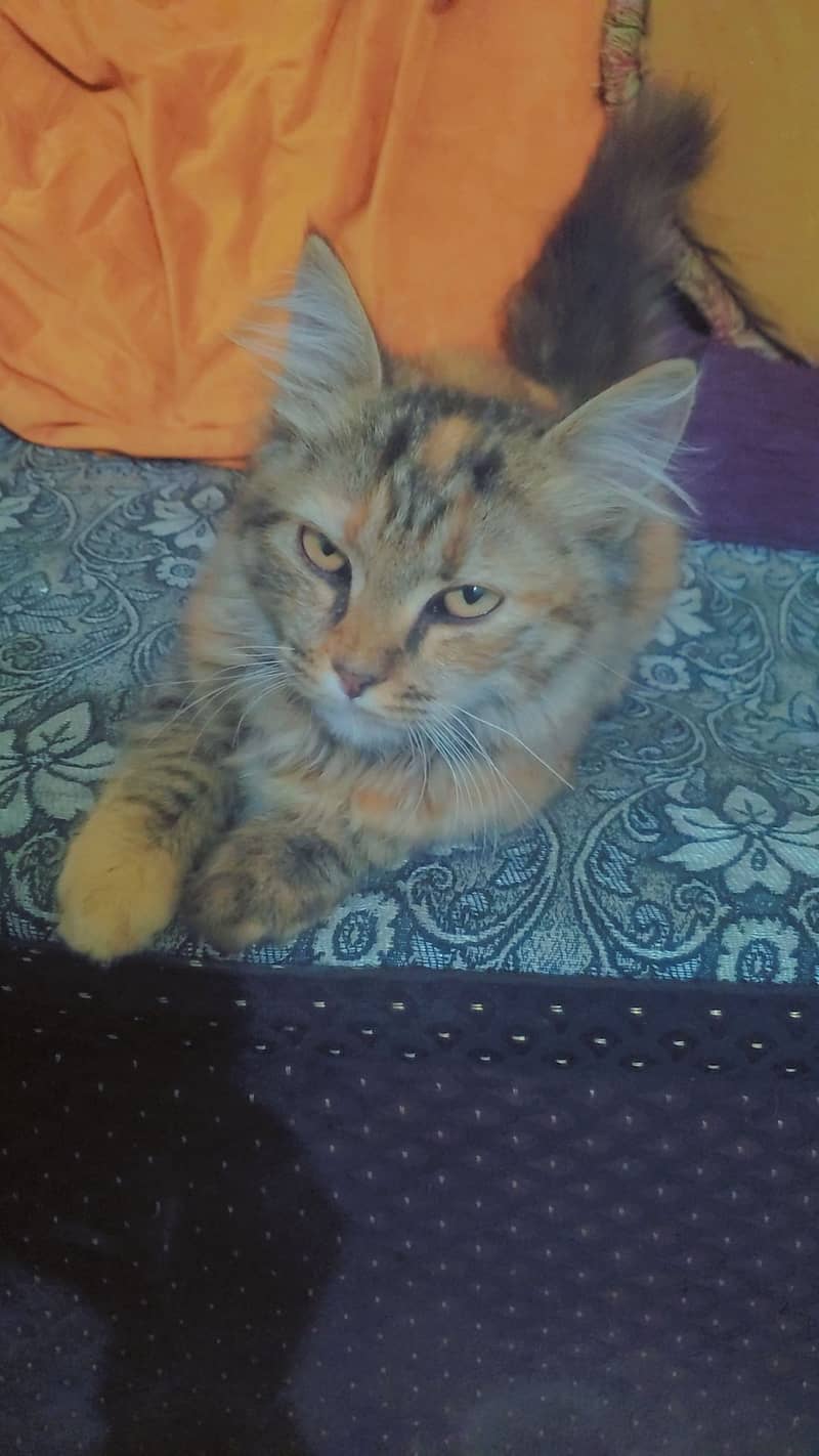 femal cat age 5 months very healthy and active full traned 2