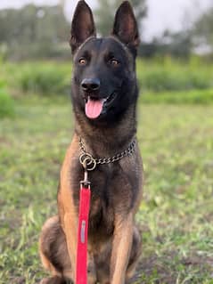 Belgian malinois male available for stud