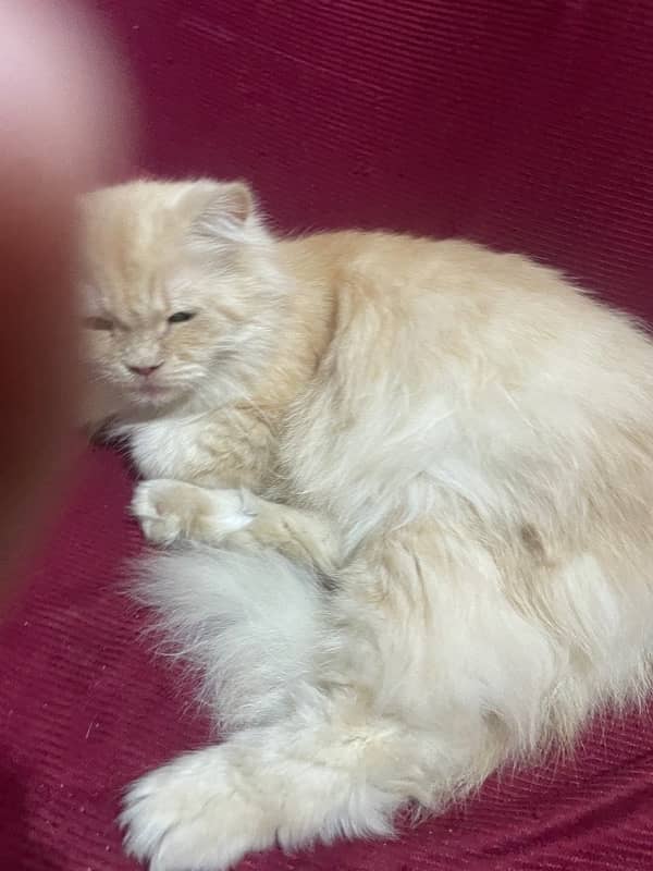 Persian Female Cat 5