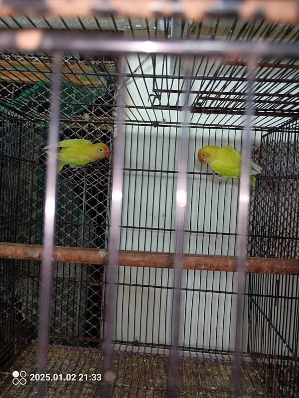 cages with breeder pairs Creamino,Decino,albino,parblue 2