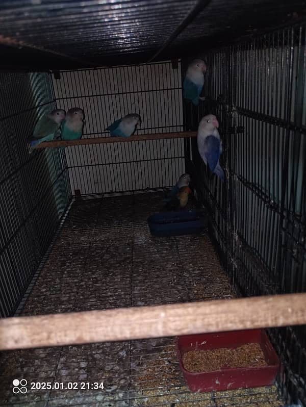 cages with breeder pairs Creamino,Decino,albino,parblue 6