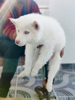 siberian husky