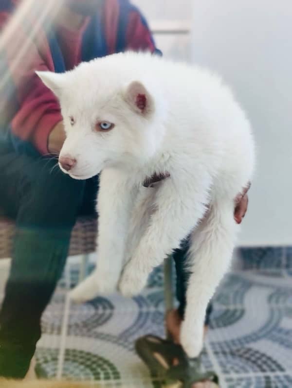 siberian husky 0