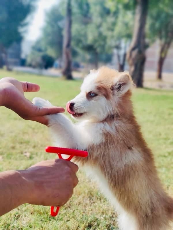 siberian husky 1