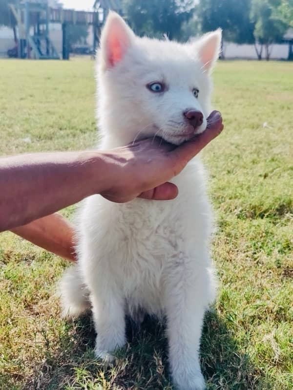 siberian husky 3