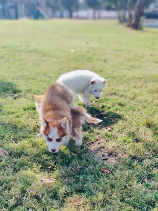 siberian husky 5