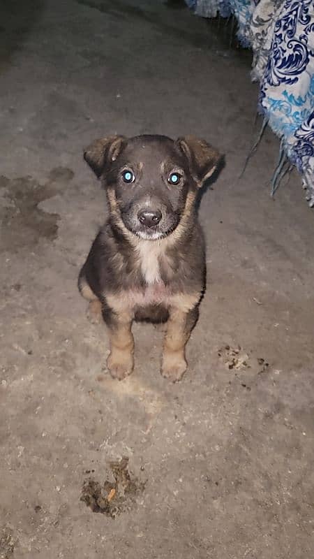 German Shepherd puppy 0