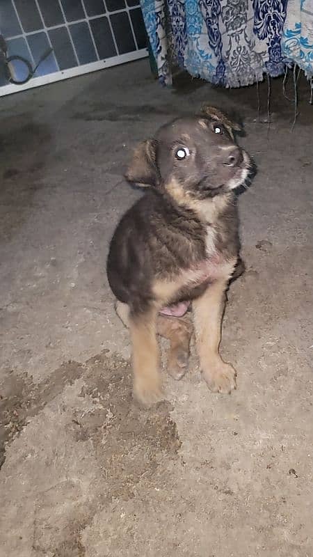 German Shepherd puppy 1