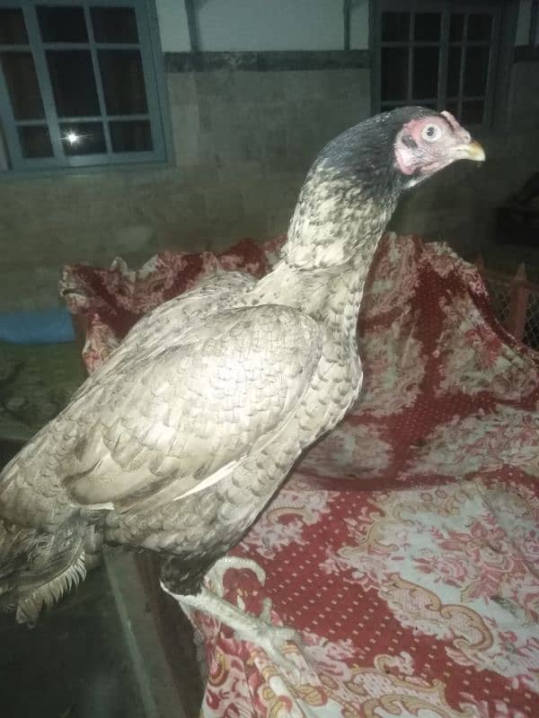 Aseel shajri mianwali female for sale 4