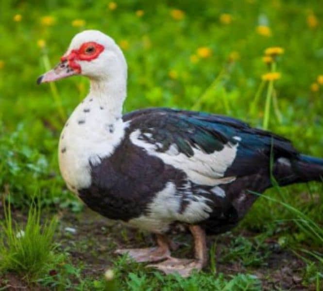 Duck Muscovy 0