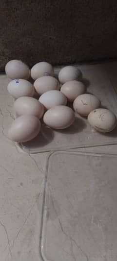 Pakistan aseel mianwali eggs for sail