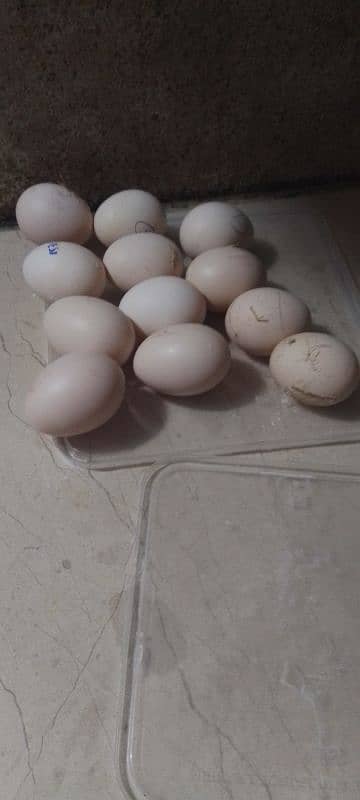 Pakistan aseel mianwali eggs for sail 0