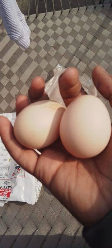 Pakistan aseel mianwali eggs for sail 1