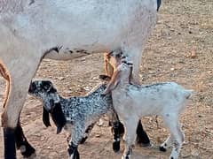 goat with two male kids