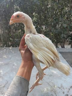 White heera aseel chicks