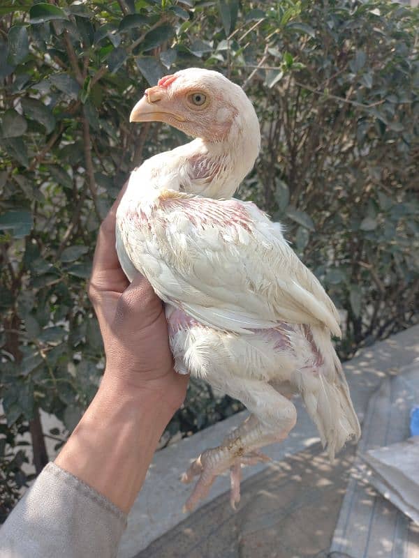 White heera aseel chicks 1