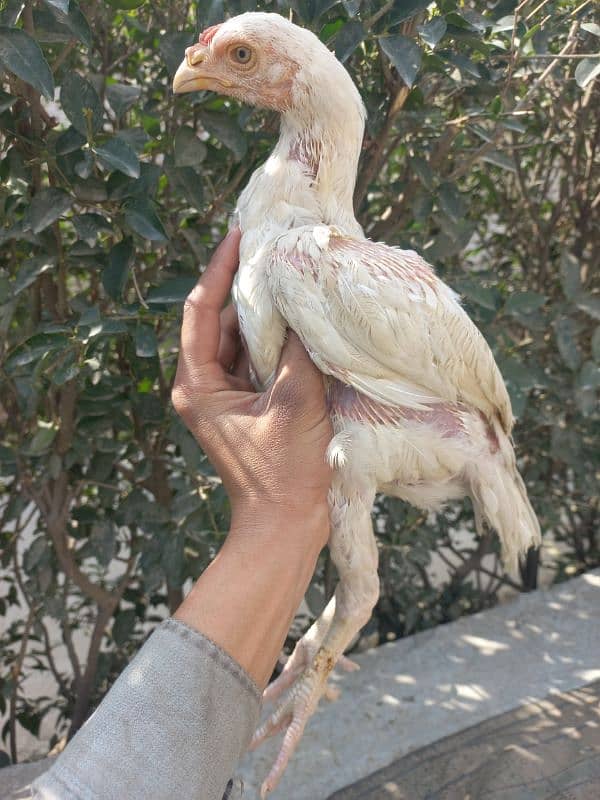 White heera aseel chicks 3