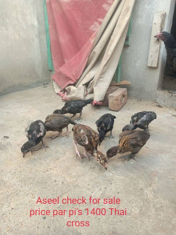 aseel check for sale healthy and active 1