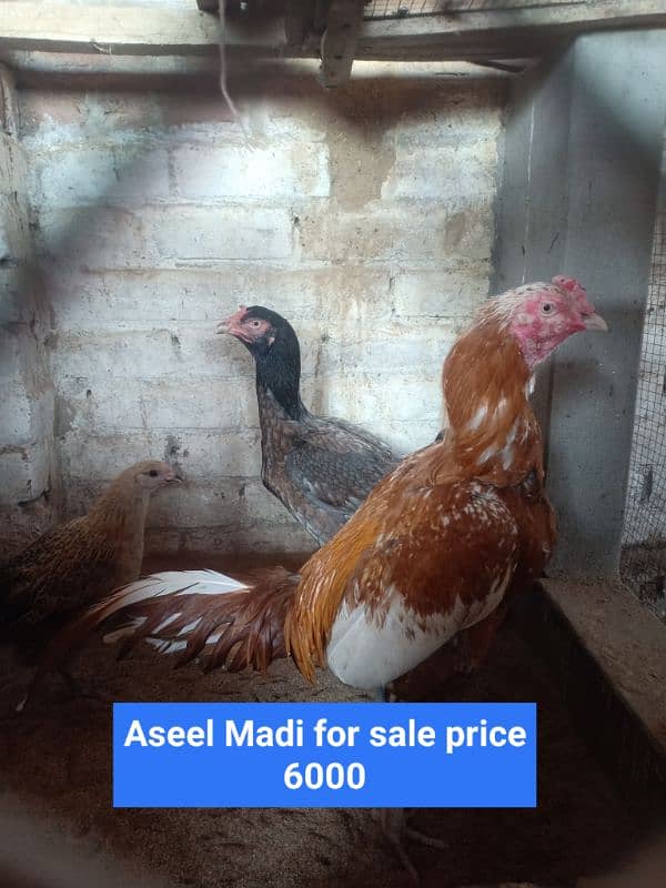 aseel check for sale healthy and active 2