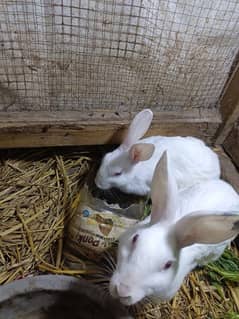 Rabbits pair