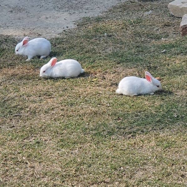 fancy rabbits for sale 1