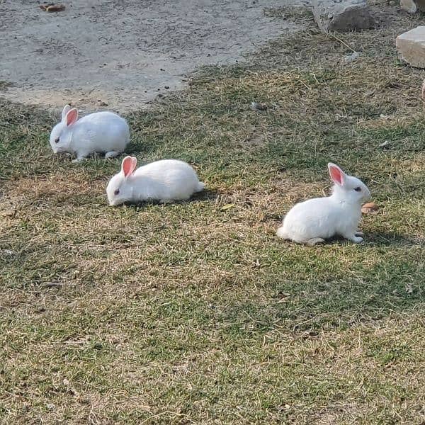 fancy rabbits for sale 2